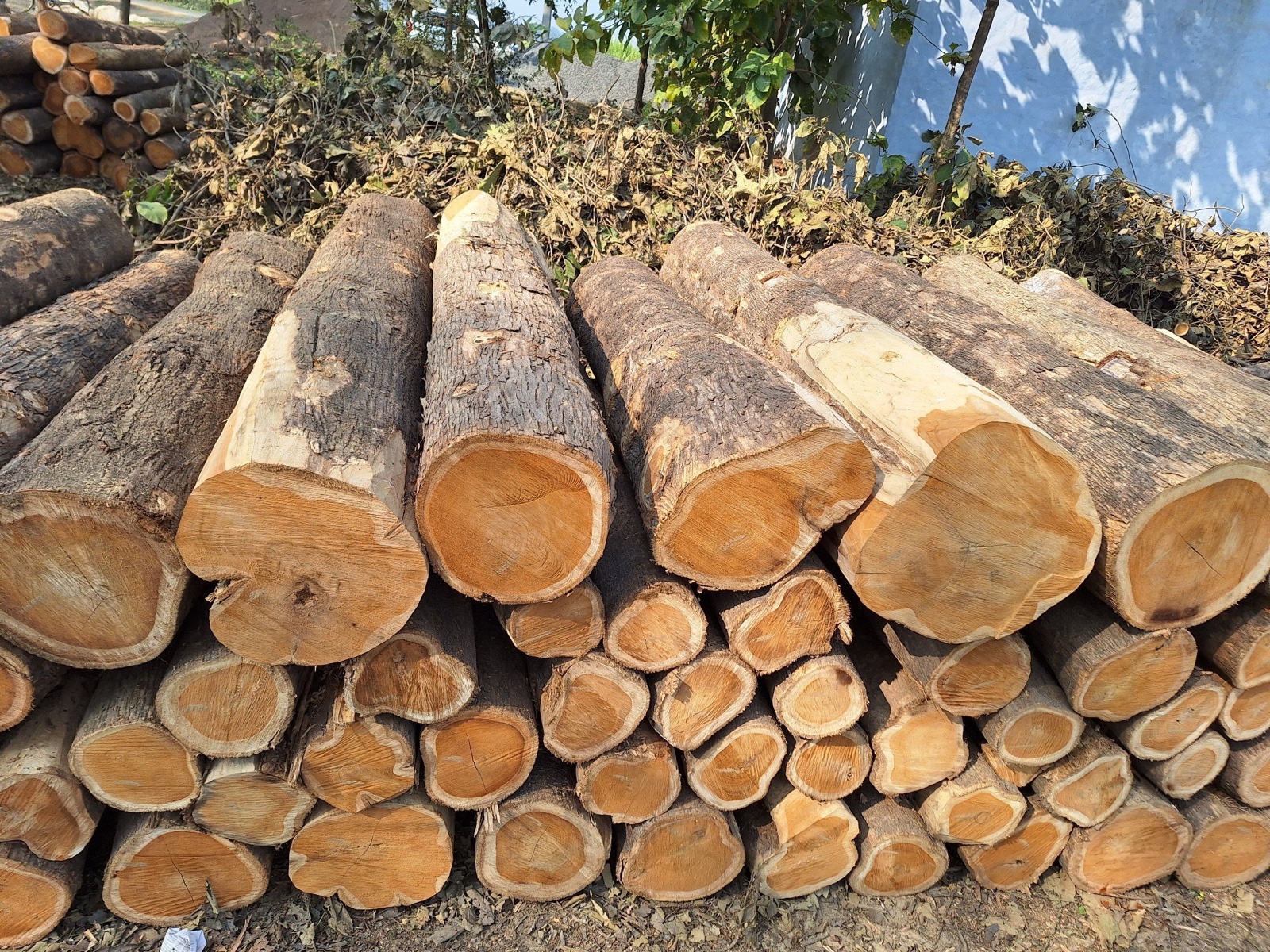 Wood Industry